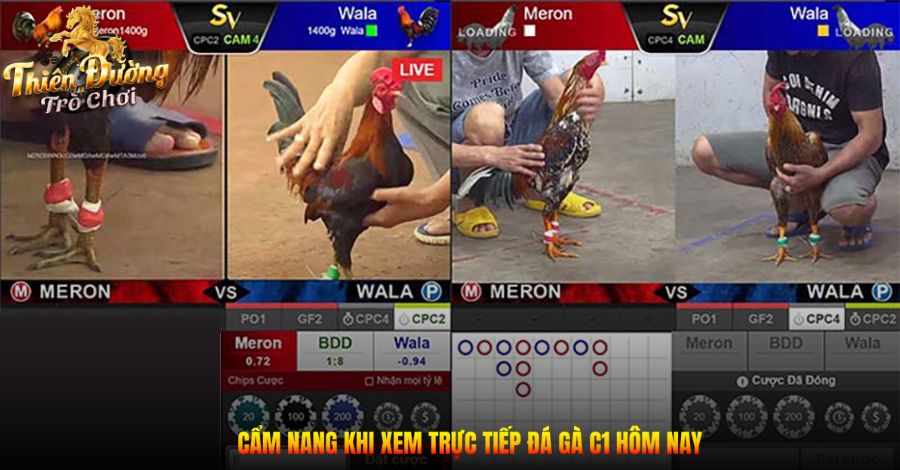 Cẩm nang khi xem trực tiếp đá gà C1 hôm nay